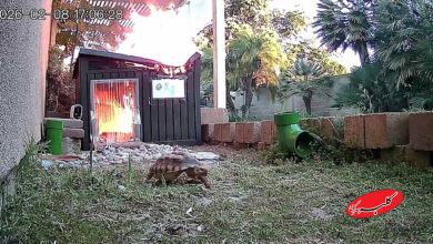 فرار لاک پشت از آتش