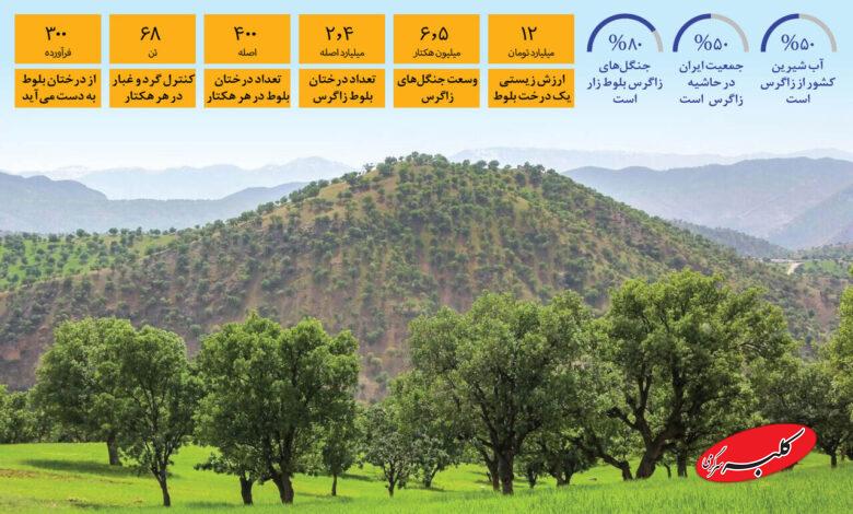 اينفو - زاگرس - بلوط
