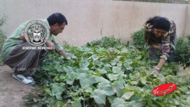 گروه هکری سپر کوروش