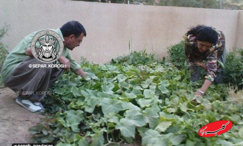 گروه هکری سپر کوروش