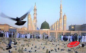 ببینید| سلام عاشقانه زائران حج به پیامبر رحمت در مدینه