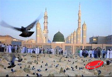 ببینید| سلام عاشقانه زائران حج به پیامبر رحمت در مدینه