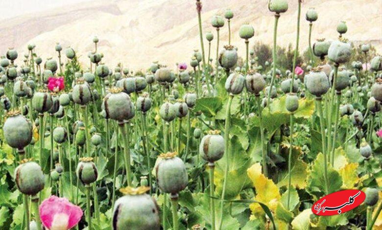 کاشت گسترده خشخاش در کشور توسط گروهی سودجو؛ جوانان در خطر هستند