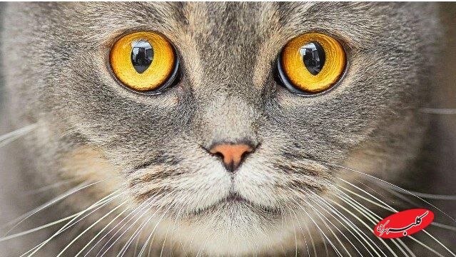 اگر گربه دارید، مراقب نشانههای اسکیزوفرنی باشید