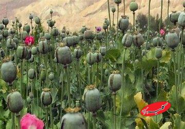رشد غیرقانونی کشت خشخاش به روایت نماینده مجلس؛ در استانی که قبلا برنج میکاشتند، امروز خشخاش میکارند!