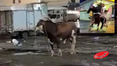 حمله گاو