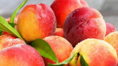 امروز میوه های تابستانی با چه قیمتی به فروش می رسند؟