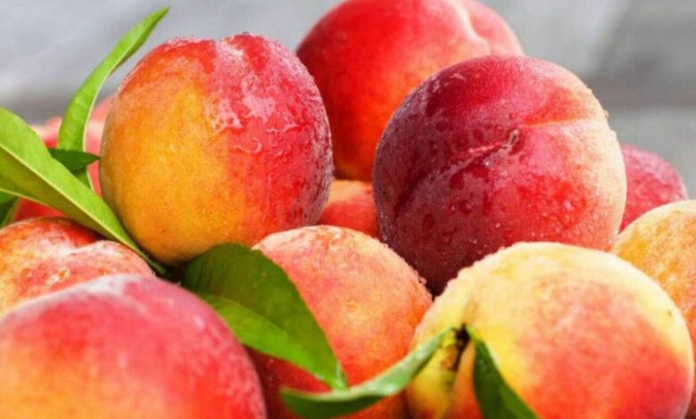 امروز میوه های تابستانی با چه قیمتی به فروش می رسند؟
