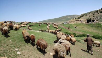 دامداری و خشکسالی