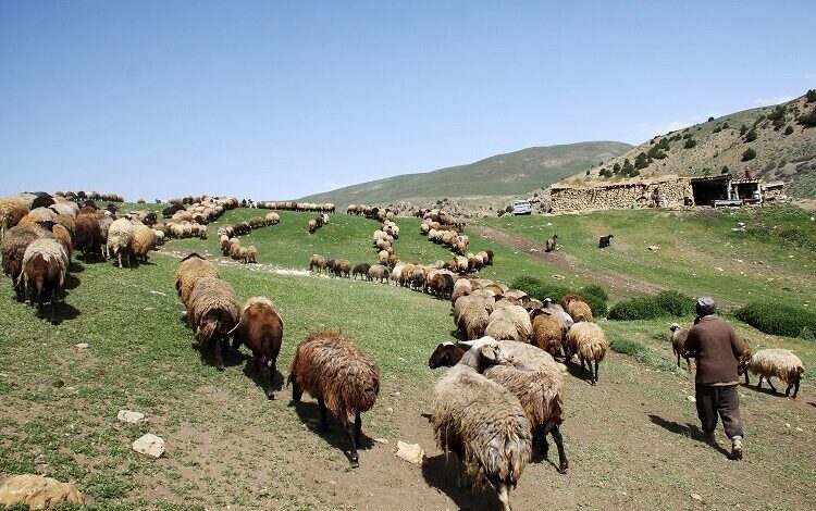 دامداری و خشکسالی