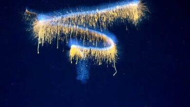 جانوران دریایی