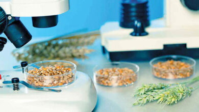 غذای سبز