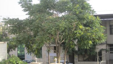 درخت عرعر - گونه مهاجم