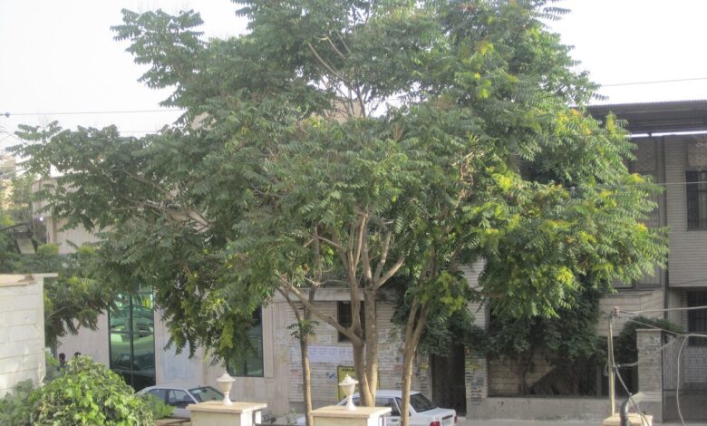 درخت عرعر - گونه مهاجم