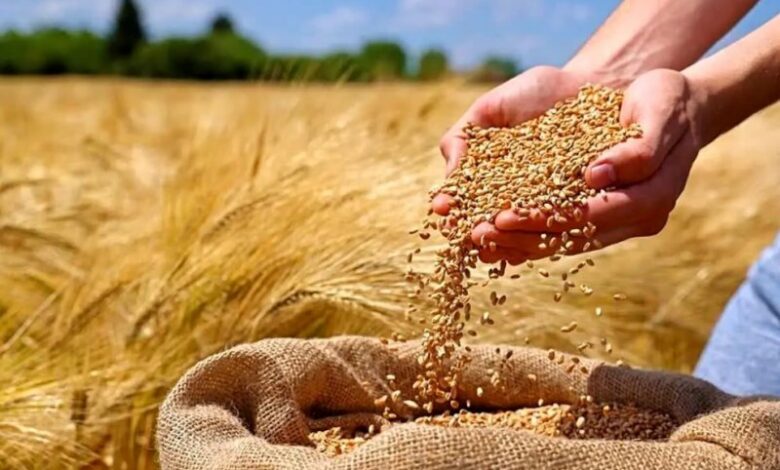 چرا قیمت گندم در آستانه انفجار است؟