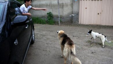غذارسانی به سگ ها