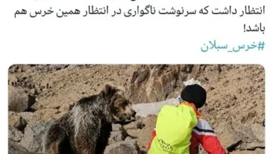 توییت درباره خرس