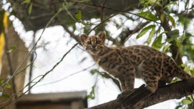 کشف یک گونه گربه جدید در بولیوی