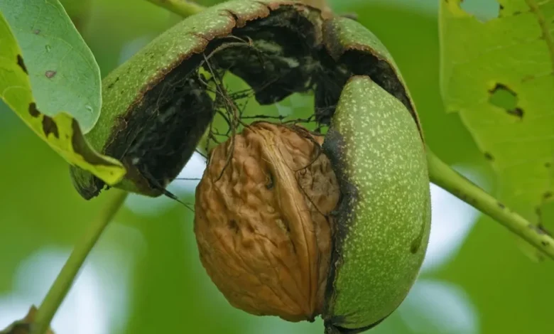 walnut